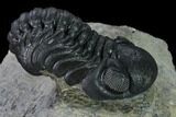 Nice, Austerops Trilobite - Visible Eye Facets #165913-5